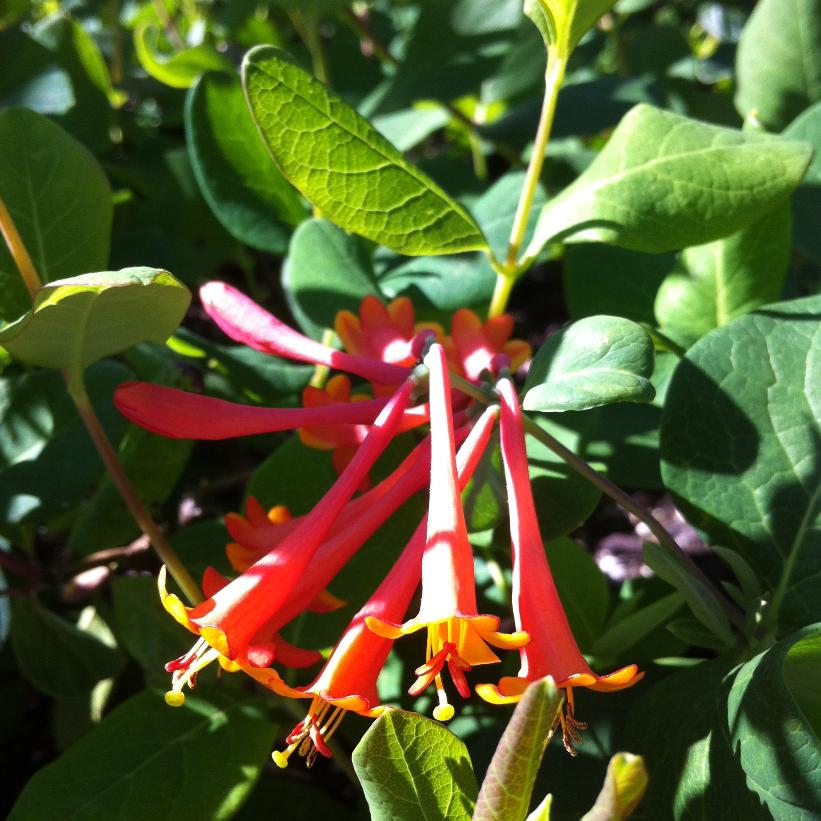 Lonicera Dropmore Scarlet Honeysuckle Vine Image Credit: NVK Nurseries