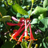 Lonicera Dropmore Scarlet Honeysuckle Vine Image Credit: NVK Nurseries