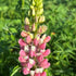 Lupinus Gallery Pink Lupine Image Credit: Millgrove Perennials