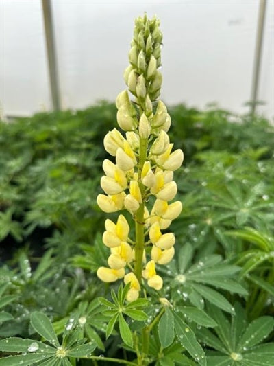 Lupinus Gallery Yellow Lupine 2 Image Credit: Millgrove Perennials