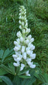 Lupinus hybrid Gallery White Lupine Image Credit: Chaz Morenz 20240618