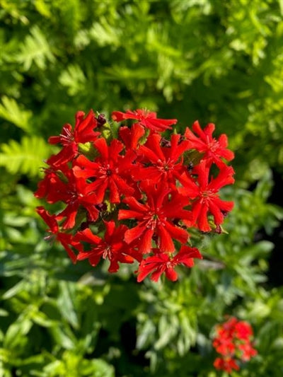 Lychnis chalcedonica Scarlet Maltese Cross Image Credit: Millgrove Perennials