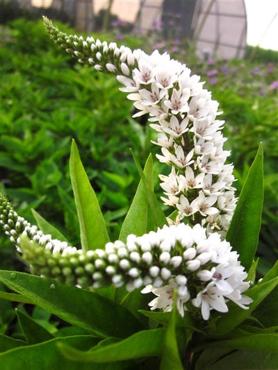 Lysimachia clethroides Loosestrife Image Credit: Millgrove Perennials