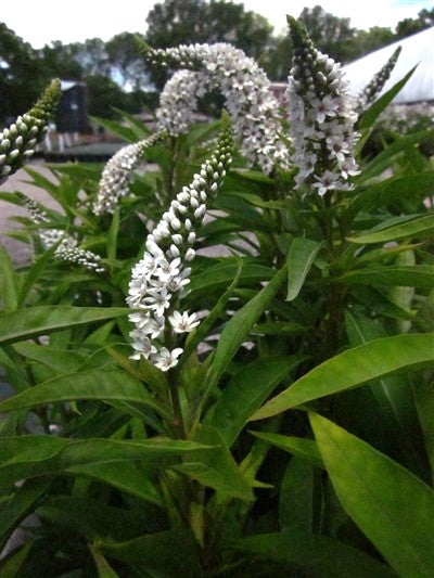 Lysimachia clethroides Loosestrife 2 
Image Credit: Millgrove Perennials