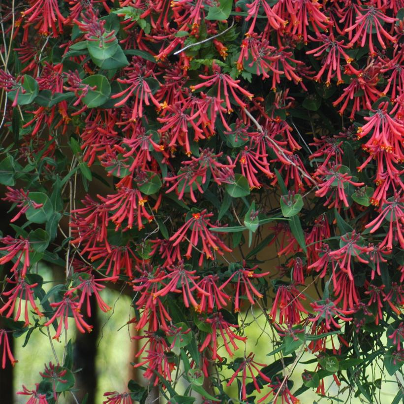 Trumpet Honeysuckle Lonicera sempervirens 'Major Wheeler'