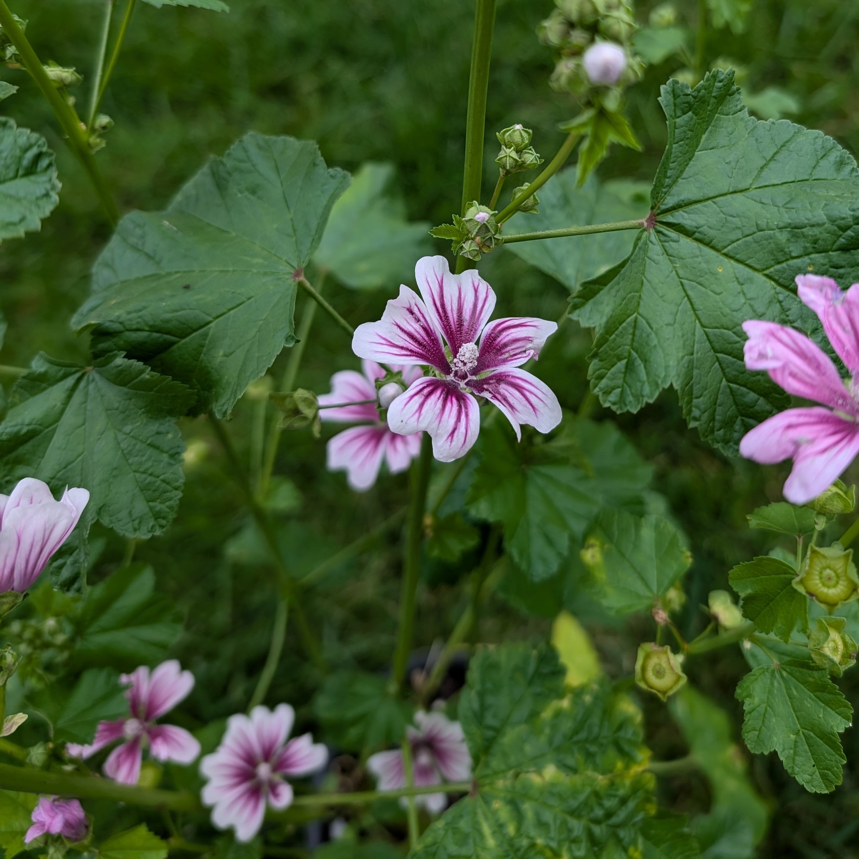 Malva sylvestris Zebrina Mallow Image Credit: Chaz Morenz 20240717