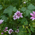 Malva sylvestris Zebrina Mallow Image Credit: Chaz Morenz 20240717