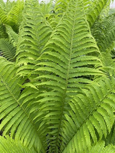 Matteuccia struthiopteris Ostrich Fern Ostrich Fern 3 Image Credit: Millgrove Perennials