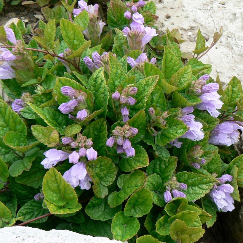 Meehania cordata Meehan's Mint Image Credit: NVK Nurseries