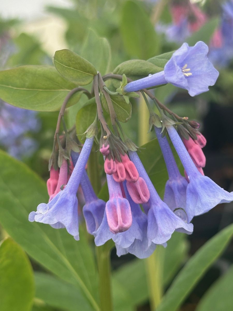 Mertensia virginica Virginia Blue Bells Imge Credit: Millgrove Perennials