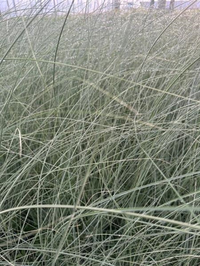 Miscanthus sinensis Morning Light Maiden Grass Image Credit: Millgrove Perennials