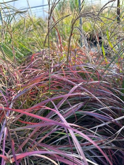 Miscanthus sinensis Little Miss Maiden Grass image credit: Millgrove Perennials