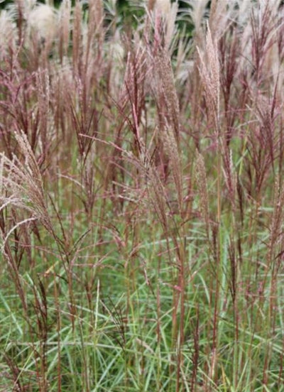 Miscanthus sinensis Nippon Maiden Grass Image Credit: Millgrove Perennials