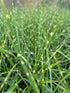 Miscanthus sinensis Strictus (Porcupine) Maiden Grass Image Credit: Millgrove Perennials