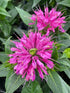 Monarda Pardon My Purple PW Bee Balm Image Credit: Millgrove Perennials