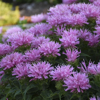 Monarda Sugar Buzz Pink Frosting Bee Balm image credit: Walters Gardens
