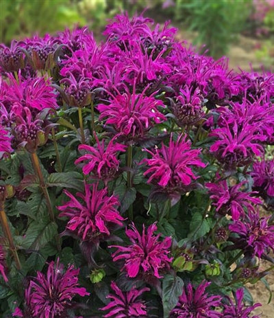 Monarda Sugar Buzz Rockin' Raspberry Bee Balm image credit: Walters Gardens