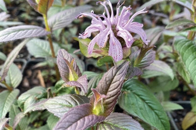 Monarda bradburiana Midnight Oil Bee Balm image credit: Creek Hill Nursery