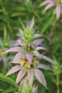 Monarda punctata Spotted Beebalm image credit: Prairie Moon