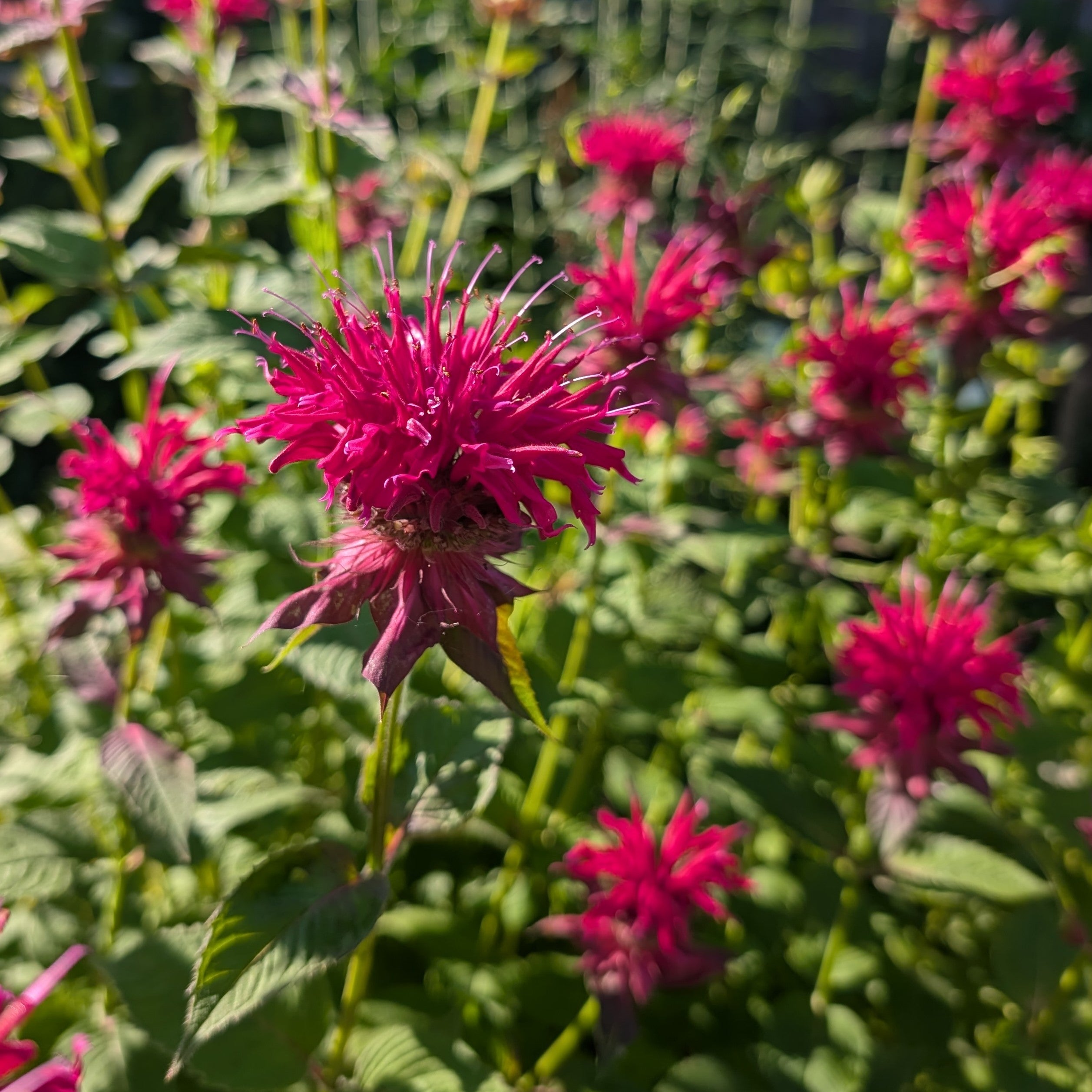 Monarda Raspberry Wine Bee Balm Image Credit: Chaz Morenz 20260707