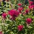 Monarda Raspberry Wine Bee Balm Image Credit: Chaz Morenz 20260707