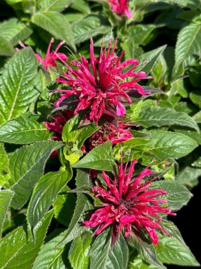 Monarda Sugar Buzz Cherry Pops Bee Balm 2 Image Credit: Millgrove Perennials