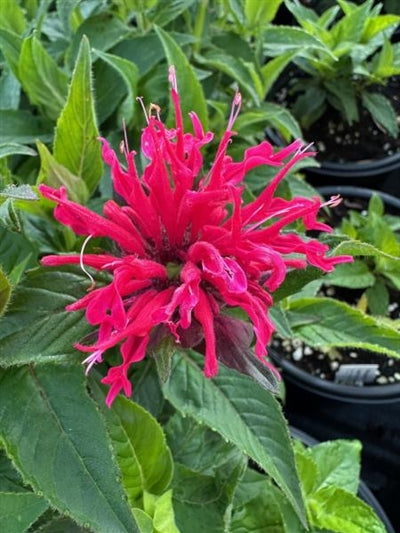 Monarda Sugar Buzz Cherry Pops Bee Balm Image Credit: Millgrove Perennials