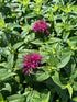 Monarda Sugar Buzz Grape Gumball Bee Balm Image Credit: Millgrove Perennials