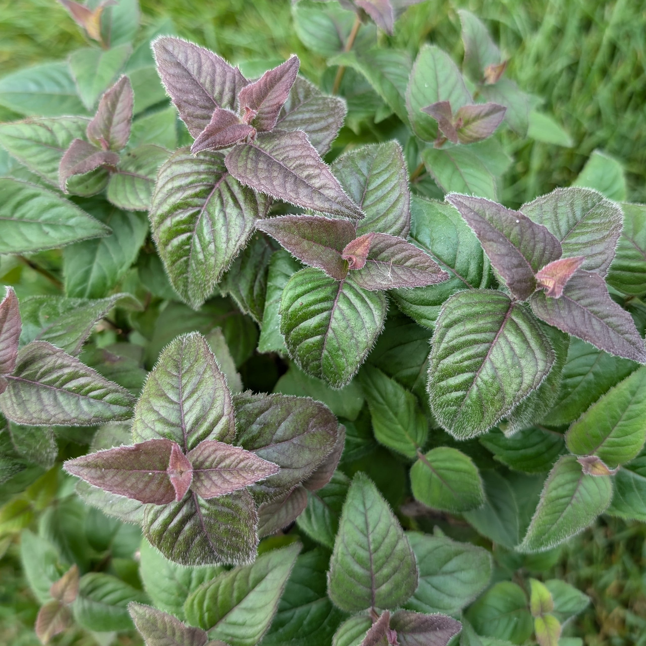 Monarda bradburiana Bee Balm Image Credit: Chaz Morenz 20240911
