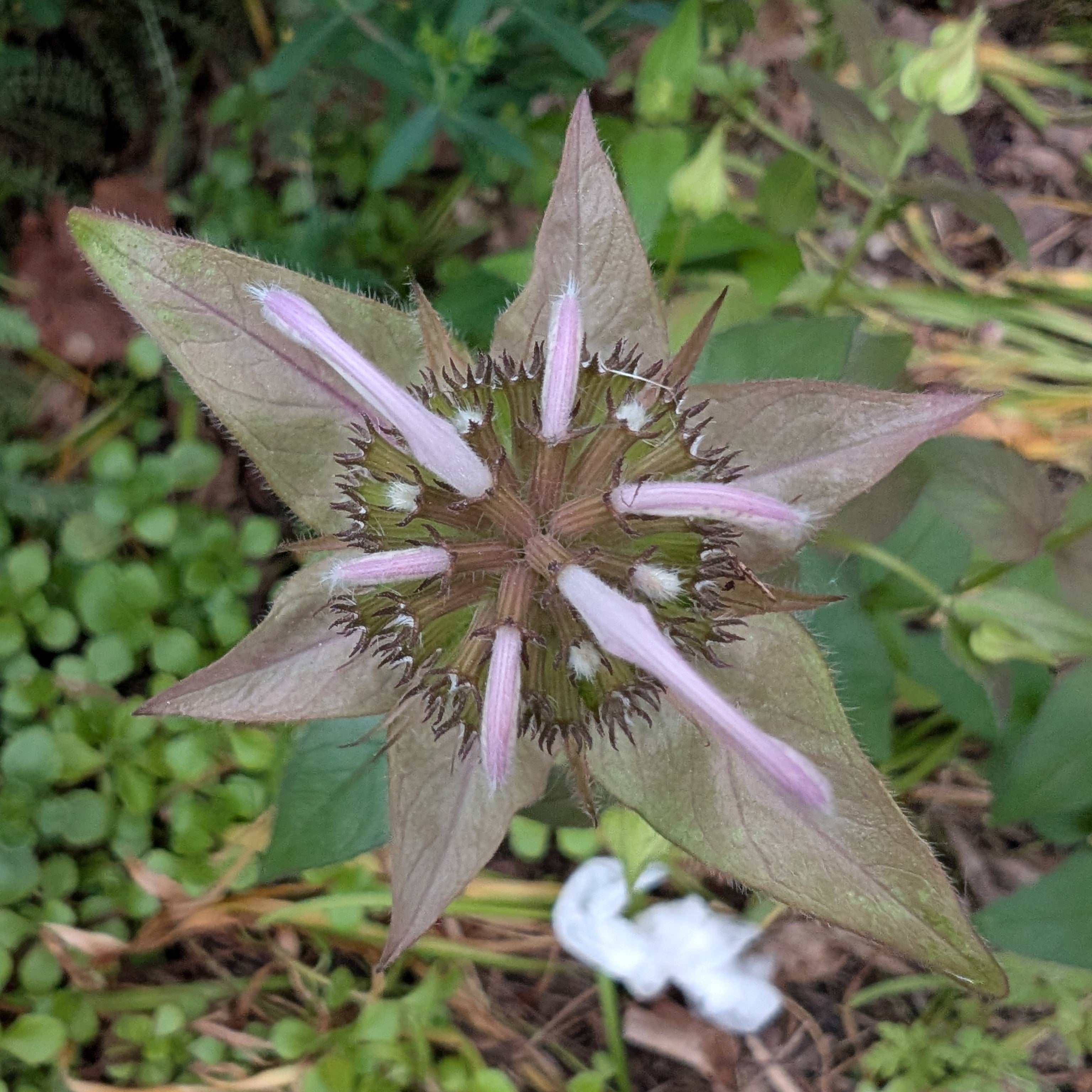 Monarda bradburiana Early Bloom Image Credit: Chaz Morenz 20250610