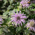 Monarda fistulosa Bee Balm Image Credit: Chaz Morenz 20240830