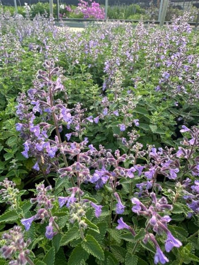 Nepeta Picture Purrfect Catmint 2 Image Credit: Millgrove Perennials