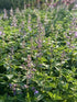 Nepeta Picture Purrfect Catmint Image Credit: Millgrove Perennials