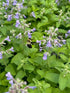 Nepeta Picture Purrfect Catmint 3 Image Credit: Millgrove Perennials