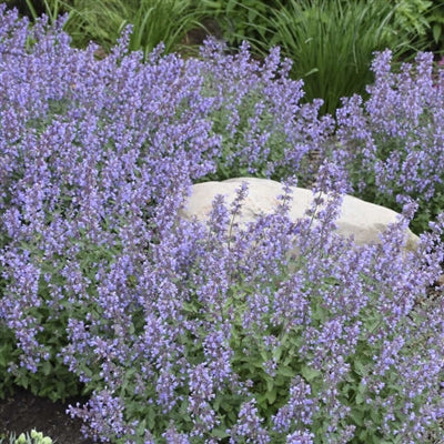 Nepeta Cat's Meow Catmint PW image credit: Walters Gardens