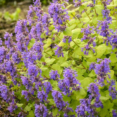 Nepeta Chartreuse on the Loose Catmint image credit: Walters Gardens