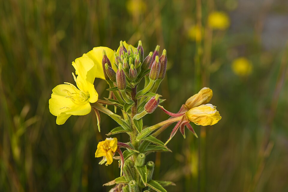 Oenothera biennis Evening Primrose Image Credit: Christian Ferrer, CC BY-SA 4.0 <https://creativecommons.org/licenses/by-sa/4.0>, via Wikimedia Commons
