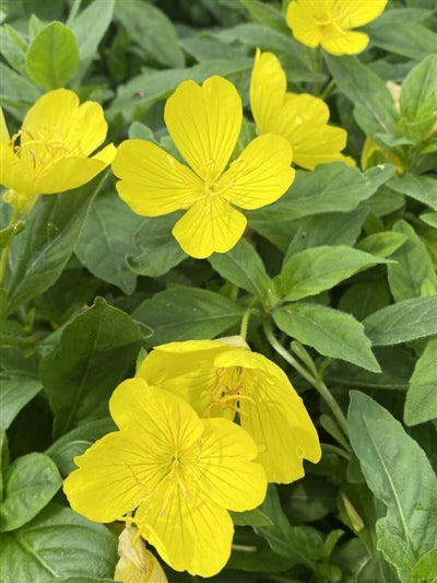 Oenothera fruticosa Youngii Evening Primrose Image Credit: Millgrove Perennials