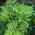 Onoclea sensibilis Sensitive Fern Sensitive Fern Image Credit Chaz Morenz 20240705