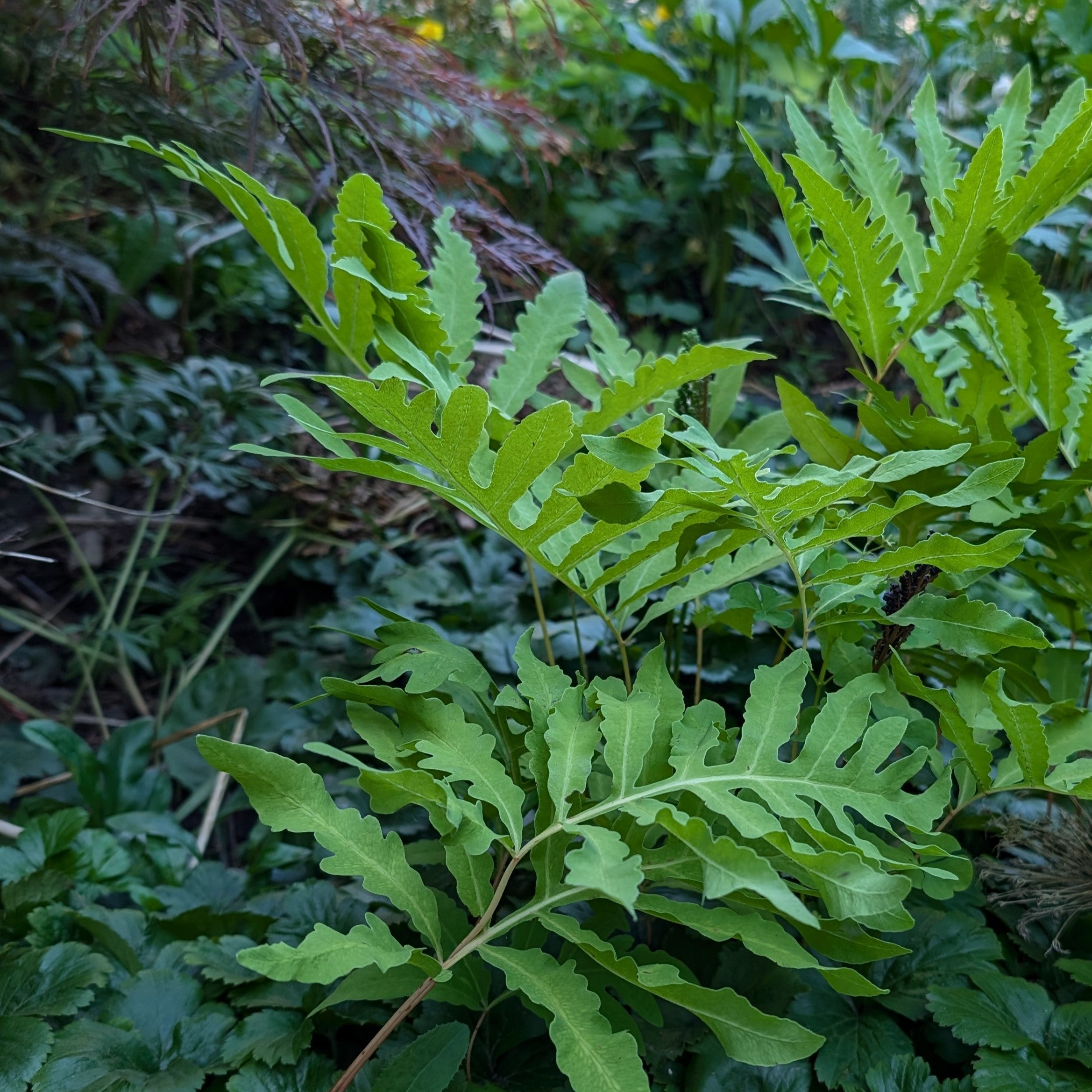 Onoclea sensibilis Sensitive Fern Sensitive Fern Image Credit: Chaz Morenz 20240705