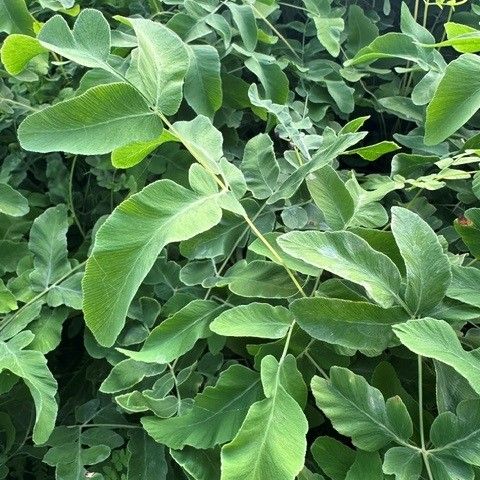 Osmunda regalis Royal Fern Image Credit: Millgrove Perennials
