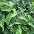 Osmunda regalis Royal Fern Image Credit: Millgrove Perennials
