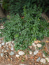 Rhus aromatica being used as a ground cover in Kingington Market Image Credit:Chaz Morenz 20250807