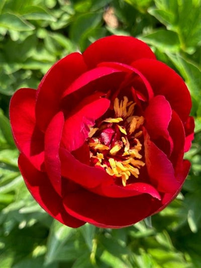 Paeonia Buckeye Belle Peony Image Credit: Millgrove Perennials