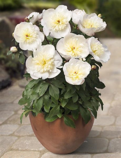 Paeonia Patio Peony Madrid image credit: Ball Horticulture