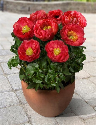 Paeonia Patio Peony Moscow image credit: Ball Horticulture