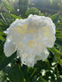 Paeonia Duchesse de Nemours Peony Image Credit: Millgrove Perennials