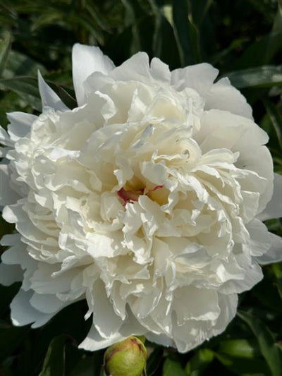 Paeonia lactiflora Festiva Maxima Peony Image Credit: Millgrove Perennials