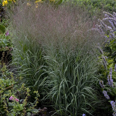 Panicum virgatum Apache Rose PW Switch Grass image credit: Walters Gardens