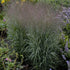 Panicum virgatum Apache Rose PW Switch Grass image credit: Walters Gardens